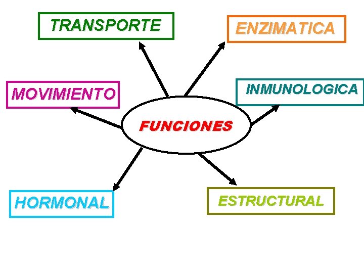 TRANSPORTE ENZIMATICA INMUNOLOGICA MOVIMIENTO FUNCIONES HORMONAL ESTRUCTURAL 