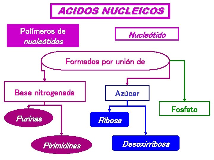 ACIDOS NUCLEICOS Polímeros de Nucleótido nucleótidos Formados por unión de Base nitrogenada Azúcar Fosfato