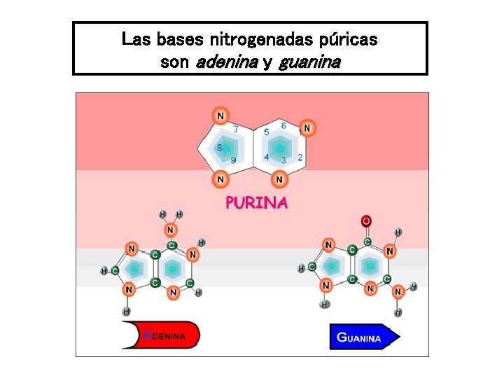 Las bases nitrogenadas púricas son adenina y guanina 
