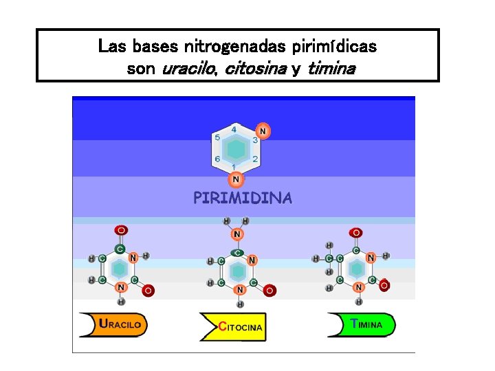 Las bases nitrogenadas pirimídicas son uracilo, citosina y timina 