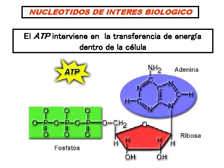 NUCLEOTIDOS DE INTERES BIOLOGICO El ATP interviene en la transferencia de energía dentro de