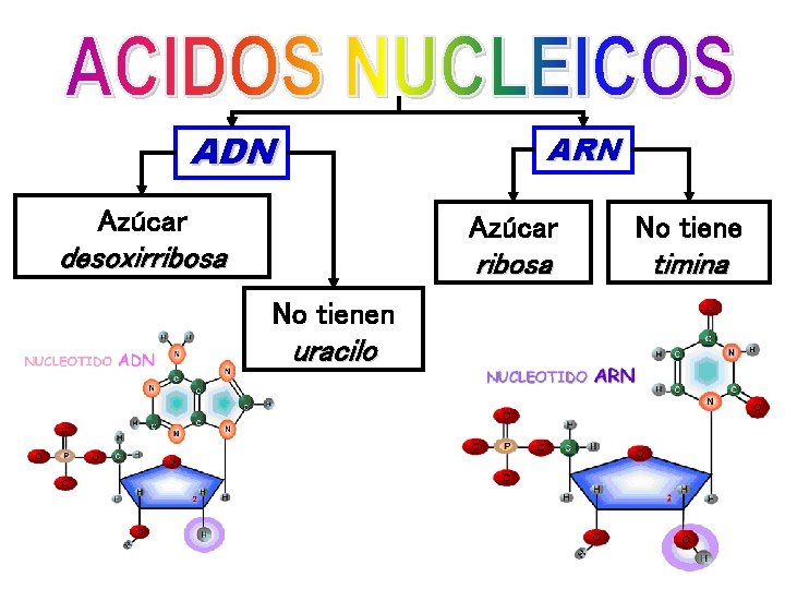 ADN ARN Azúcar desoxirribosa No tienen uracilo Azúcar No tiene ribosa timina 