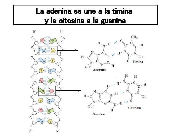 La adenina se une a la timina y la citosina a la guanina 