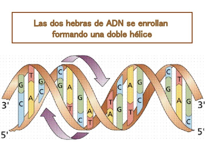Las dos hebras de ADN se enrollan formando una doble hélice 