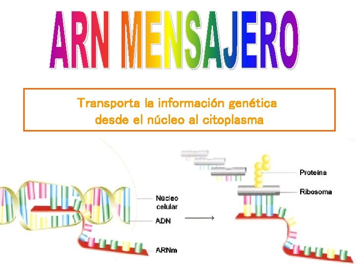 Transporta la información genética desde el núcleo al citoplasma 