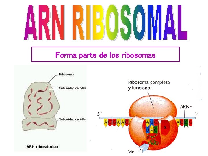 Forma parte de los ribosomas 