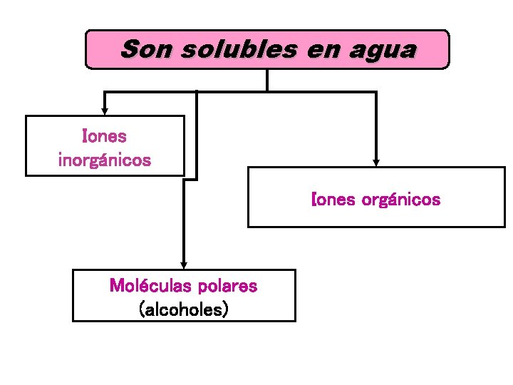 Son solubles en agua Iones inorgánicos Iones orgánicos Moléculas polares (alcoholes) 