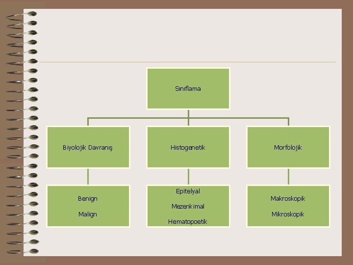Sınıflama Biyolojik Davranış Benign Malign Histogenetik Epitelyal Mezenkimal Hematopoetik Morfolojik Makroskopik Mikroskopik 