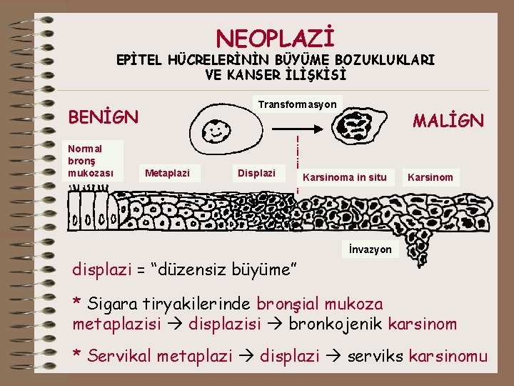 NEOPLAZİ EPİTEL HÜCRELERİNİN BÜYÜME BOZUKLUKLARI VE KANSER İLİŞKİSİ Transformasyon BENİGN Normal bronş mukozası Metaplazi