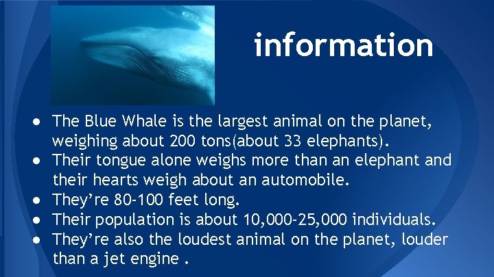 information ● The Blue Whale is the largest animal on the planet, weighing about