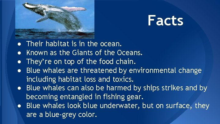 Facts ● ● Their habitat is in the ocean. Known as the Giants of