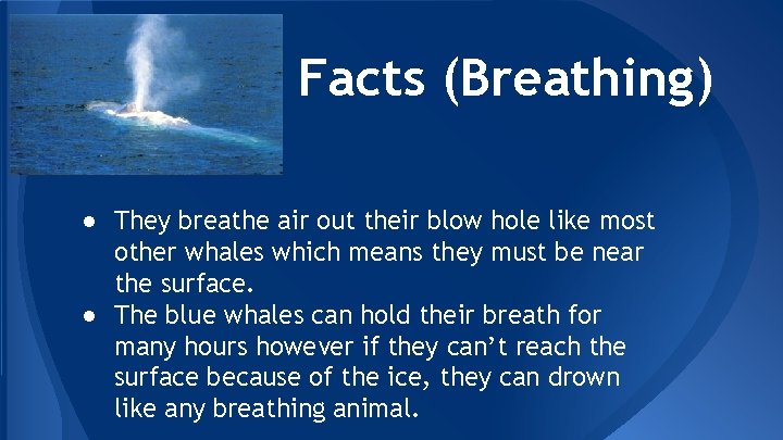 Facts (Breathing) ● They breathe air out their blow hole like most other whales