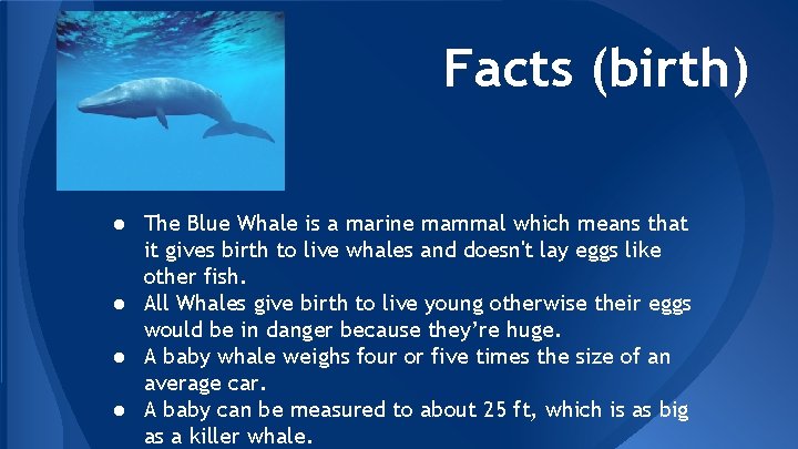 Facts (birth) ● The Blue Whale is a marine mammal which means that it