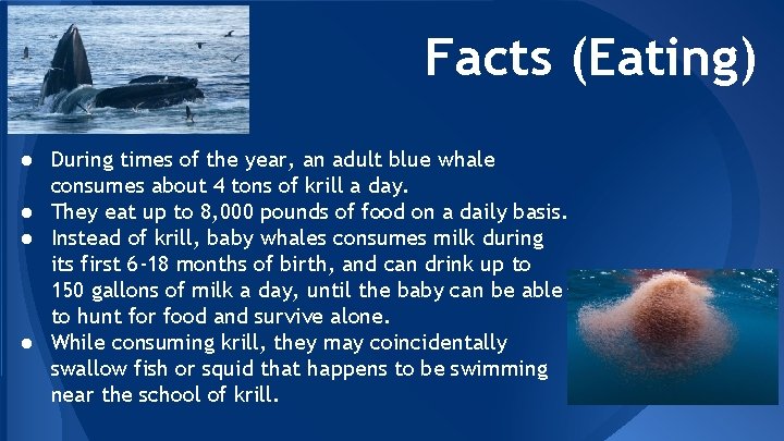 Facts (Eating) ● During times of the year, an adult blue whale consumes about