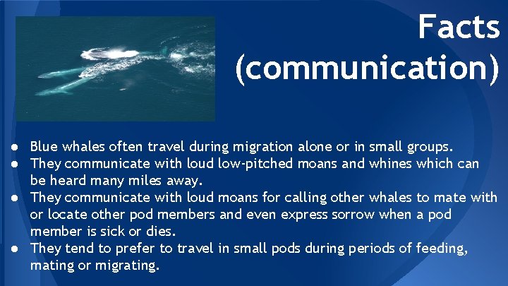 Facts (communication) ● Blue whales often travel during migration alone or in small groups.