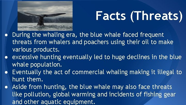 Facts (Threats) ● During the whaling era, the blue whale faced frequent threats from