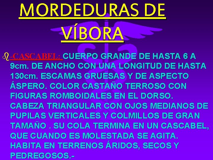 MORDEDURAS DE VÍBORA b-CASCABEL: CUERPO GRANDE DE HASTA 6 A 9 cm. DE ANCHO