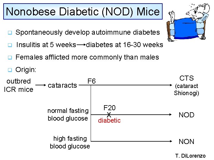 Nonobese Diabetic (NOD) Mice q Spontaneously develop autoimmune diabetes q Insulitis at 5 weeks