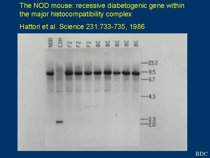 The NOD mouse: recessive diabetogenic gene within the major histocompatibility complex Hattori et al.