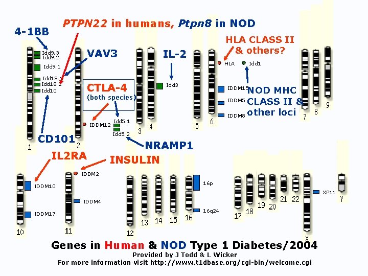 PTPN 22 in humans, Ptpn 8 in NOD 4 -1 BB VAV 3 Idd