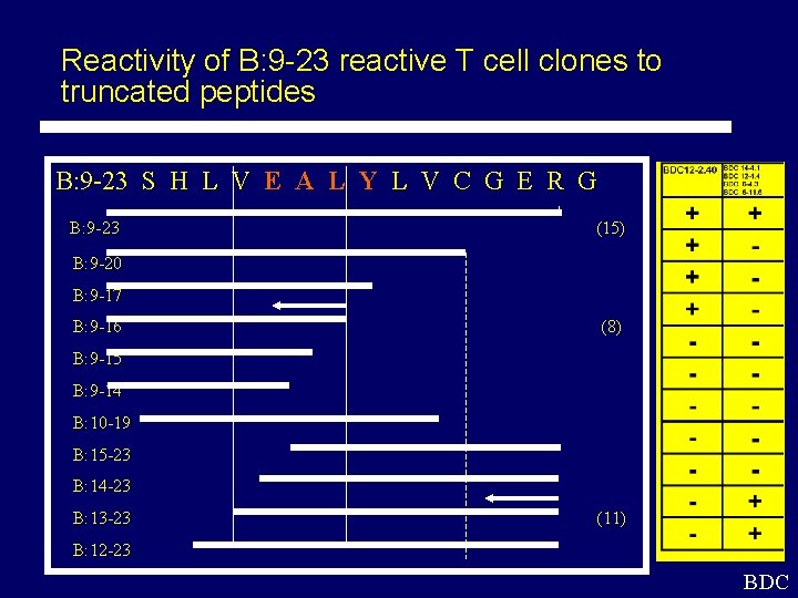 Reactivity of B: 9 -23 reactive T cell clones to truncated peptides B: 9