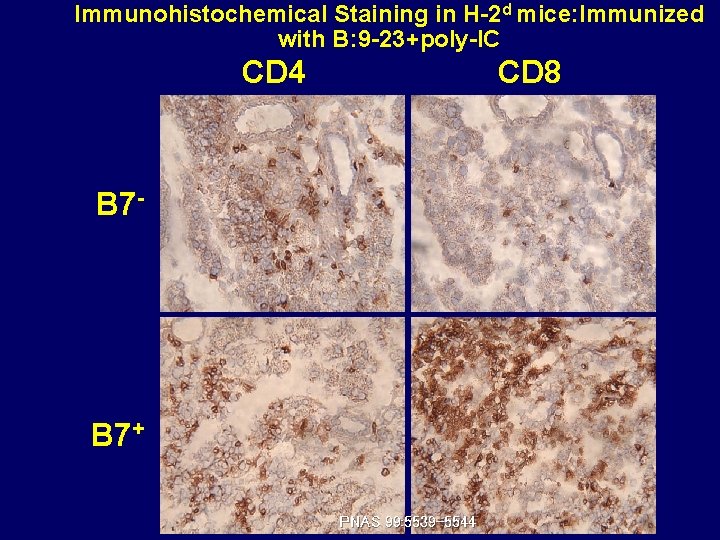 Immunohistochemical Staining in H-2 d mice: Immunized with B: 9 -23+poly-IC CD 8 CD