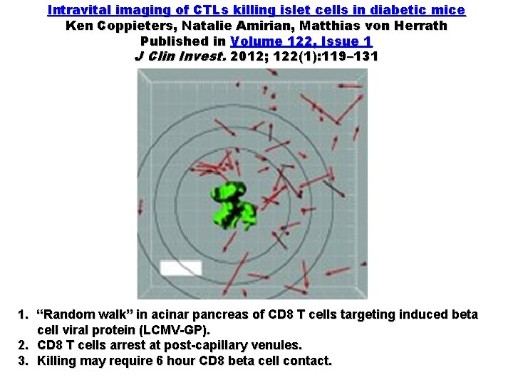 Intravital imaging of CTLs killing islet cells in diabetic mice Ken Coppieters, Natalie Amirian,