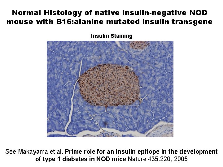 Normal Histology of native insulin-negative NOD mouse with B 16: alanine mutated insulin transgene