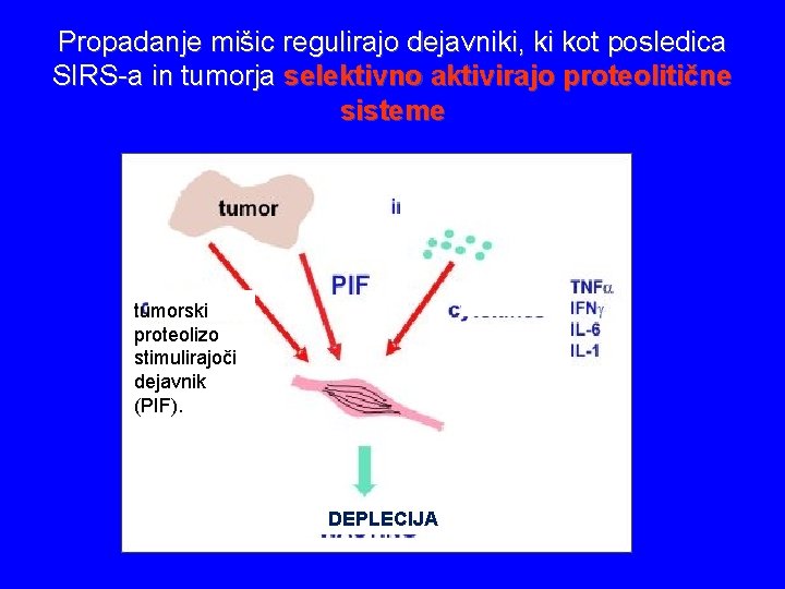 Propadanje mišic regulirajo dejavniki, ki kot posledica SIRS-a in tumorja selektivno aktivirajo proteolitične sisteme