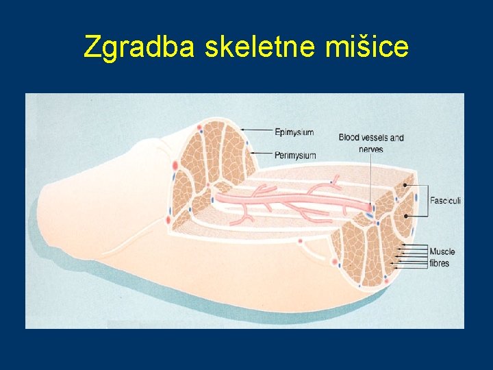 Zgradba skeletne mišice 