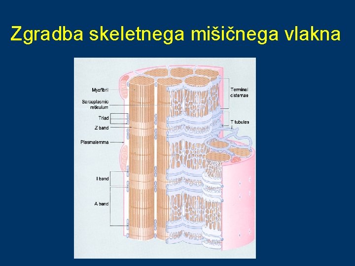 Zgradba skeletnega mišičnega vlakna 