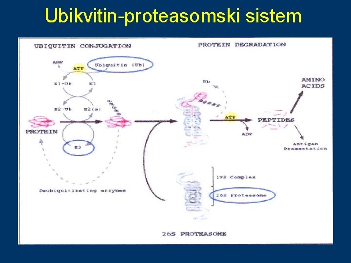 Ubikvitin-proteasomski sistem 