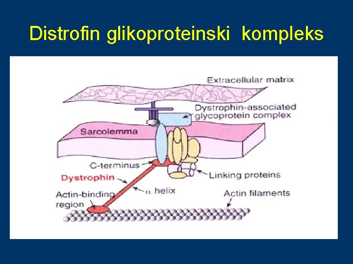 Distrofin glikoproteinski kompleks 