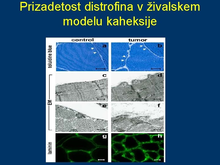 Prizadetost distrofina v živalskem modelu kaheksije 