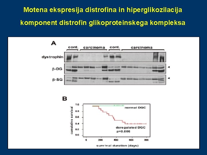 Motena ekspresija distrofina in hiperglikozilacija komponent distrofin glikoproteinskega kompleksa 