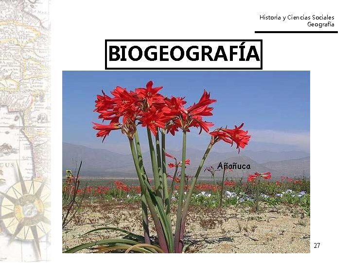 Historia y Ciencias Sociales Geografía BIOGEOGRAFÍA Añañuca 27 