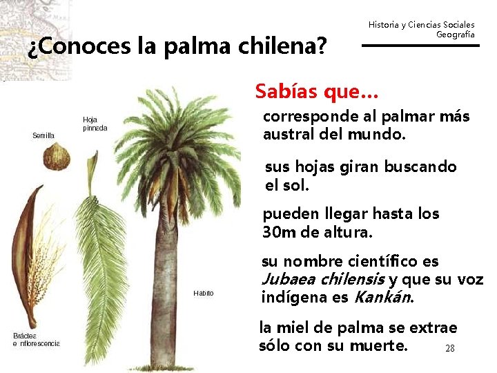 ¿Conoces la palma chilena? Historia y Ciencias Sociales Geografía Sabías que… corresponde al palmar