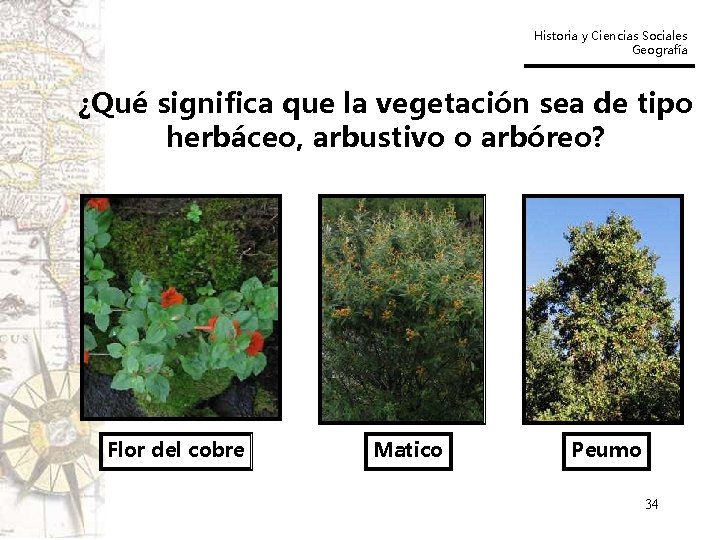 Historia y Ciencias Sociales Geografía ¿Qué significa que la vegetación sea de tipo herbáceo,