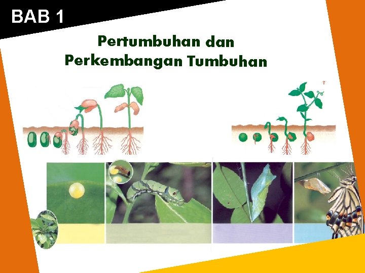 Bab 1 Pertumbuhan Dan Perkembangan Tumbuhan A Pendahuluan Bab 1 Pertumbuhan Dan Perkembangan Tumbuhan A Pendahuluan