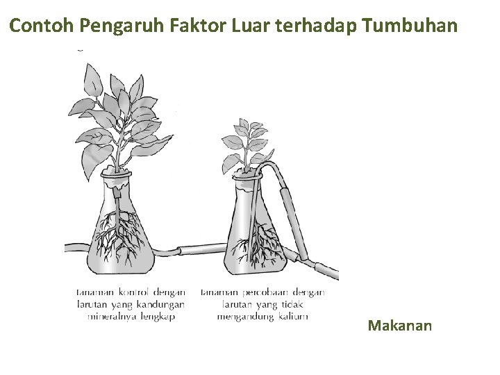 Contoh Pengaruh Faktor Luar terhadap Tumbuhan Makanan 