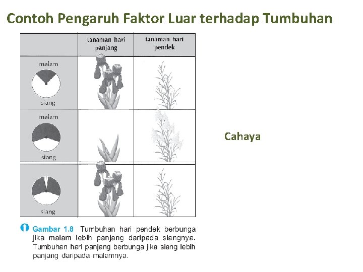 Contoh Pengaruh Faktor Luar terhadap Tumbuhan Cahaya 