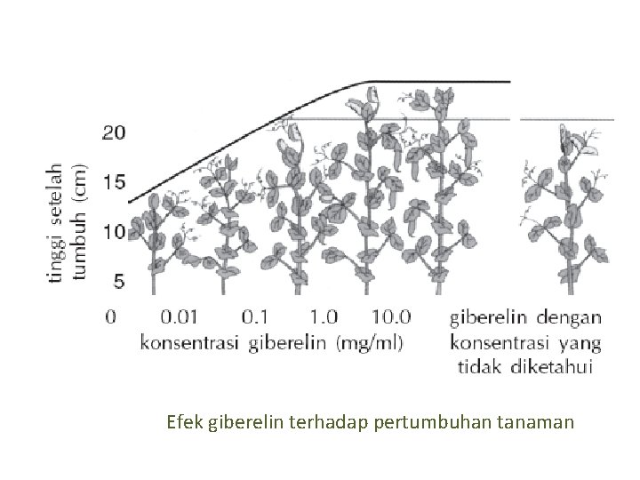 Efek giberelin terhadap pertumbuhan tanaman 