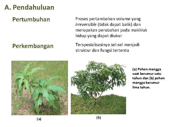 A. Pendahuluan Pertumbuhan Proses pertambahan volume yang irreversible (tidak dapat balik) dan merupakan perubahan