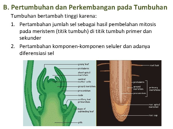 B. Pertumbuhan dan Perkembangan pada Tumbuhan bertambah tinggi karena: 1. Pertambahan jumlah sel sebagai