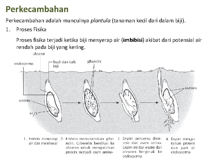 Perkecambahan adalah munculnya plantula (tanaman kecil dari dalam biji). 1. Proses Fisika Proses fisika