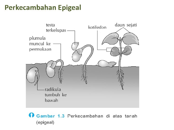 Perkecambahan Epigeal 