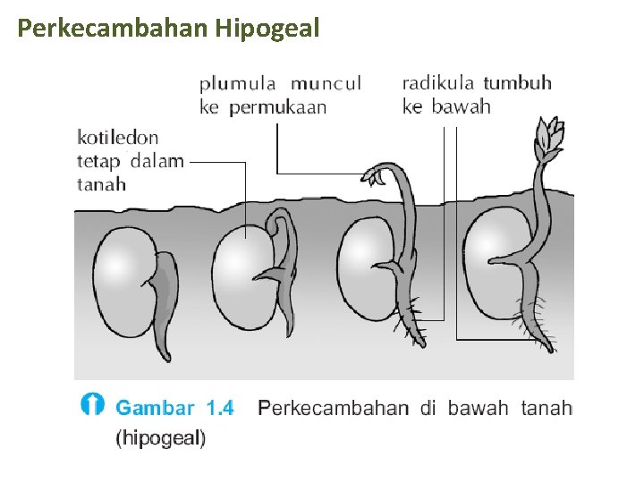 Perkecambahan Hipogeal 