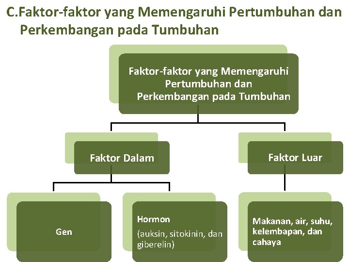 C. Faktor-faktor yang Memengaruhi Pertumbuhan dan Perkembangan pada Tumbuhan Faktor Dalam Gen Hormon (auksin,