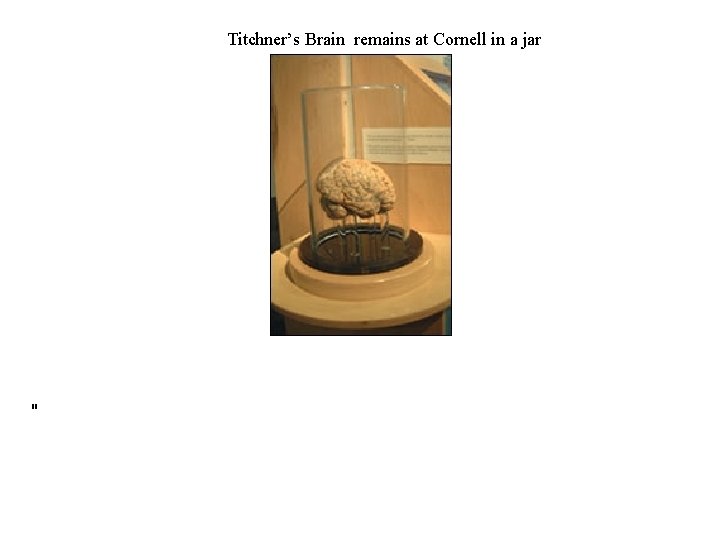 Titchner’s Brain remains at Cornell in a jar " 