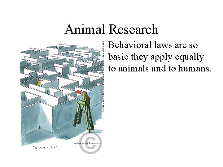Animal Research Behavioral laws are so basic they apply equally to animals and to